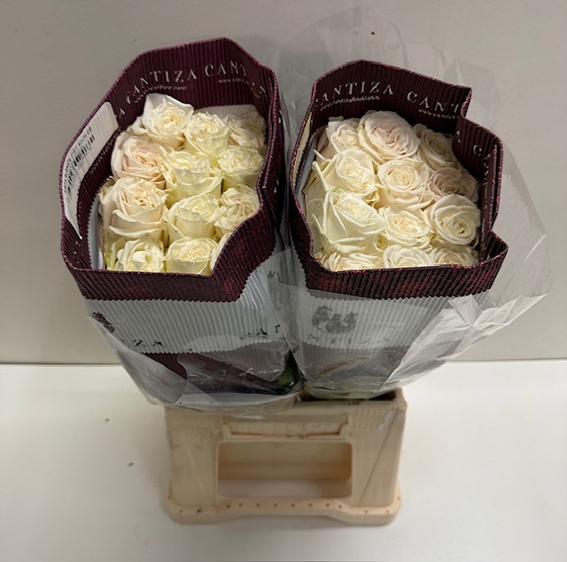Rosa ec playa blanca CT.jpg